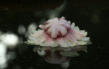 Amazonian lily